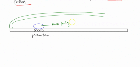 draw-a-gene-and-label-the-following-genetic-regulatory-elements-also-draw-the-three-associated-proteins-listed-below-and-draw-them-bond-to-the-appropriate-genetic-regulatory-element-promoter-67774