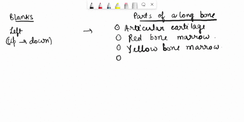 label-the-parts-of-a-long-bone-by-clicking-and-dragging-the-labels-to-their-proper-location-in-the-diagram-label-the-parts-of-a-long-bone-by-cicking-and-dragging-the-labels-to-thelr-proper-l-94477