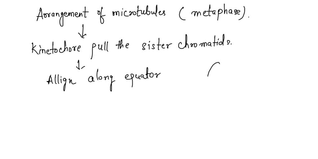SOLVED The metaphase array of spindle microtubules and chromosomes is