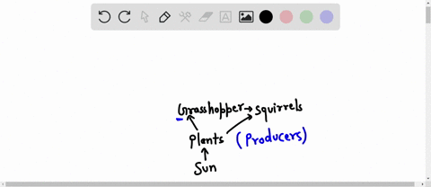 according-to-this-food-web-which-of-the-following-would-be-considered-primary-consumers-food-web-starting-with-sun-and-pointing-to-grasshopper-and-squirrel-grasshopper-pointing-to-squirrel-w-19202