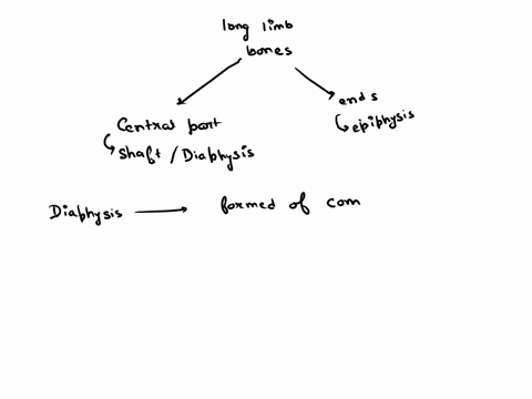 question-14-the-shaft-of-a-long-bone-is-called-the-and-is-primarily-composed-of-bone-diaphysiscompact-o-diaphysisspongy-oepiphysisspongy-oepiphysiscompact-04992