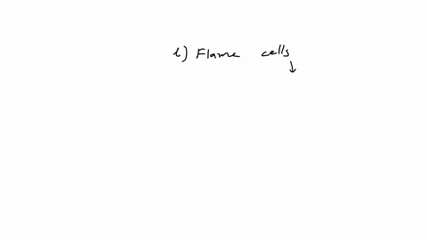 cells-in-the-flat-worms-that-are-responsible-for-water-balance-and-excretion-are-called-a-choanoblasts-b-flame-cells-c-nephridia-d-malpighian-tubules-e-spiracles