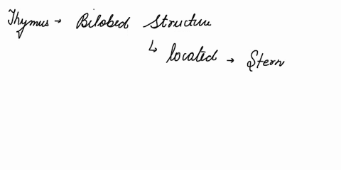 which-of-the-following-is-not-true-about-the-thymus-gland-it-is-bilobed-is-located-behind-the-sternum-between-your-lungs-is-located-in-the-mediastinum-is-a-primary-lymphoid-organ-is-the-loca-40063