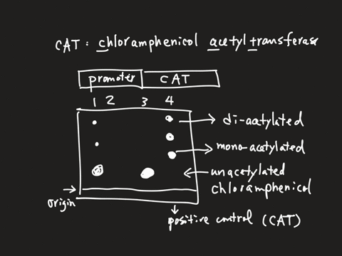 these-are-results-from-a-cat-assay-three-different-transcriptions-factors-were-tested-on-one-promoter-three-different-proteins-were-used-control-creb-and-dcreb-the-control-protein-had-no-tra-11529