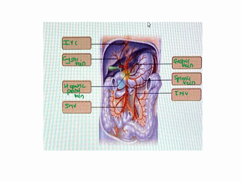 drag-the-appropriate-labels-to-their-respective-targets-superior-mesenteric-vein-inferior-vena-cava-gastncveins-hepatic-portalvein-inferiormesenteric-vein-splenic-vein-hepaticveins-56128