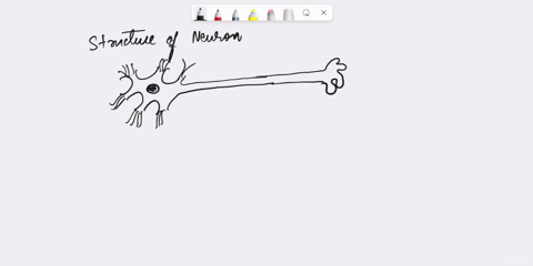 which-structure-carries-nerve-impulses-fromithelcelllbodye-othereurons-and-muscles-1-point-axon-dendrites-myelin-naurotransmicters-29434
