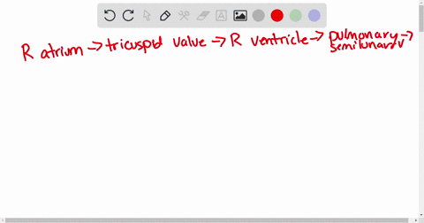 trace-one-drop-of-blood-through-all-heart-chambers-and-heart-valves-and-through-the-basic-vascular-circuit-from-the-time-it-enters-the-right-atrium-until-it-enters-the-right-atrium-again-18363