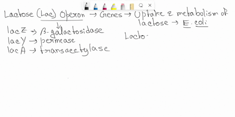 which-of-the-following-would-allow-transcription-from-the-lac-operon-a-mutation-on-the-cap-protein-that-mimics-the-camp-bound-form-a-mutation-on-the-cap-protein-that-prevents-camp-binding-di-94269