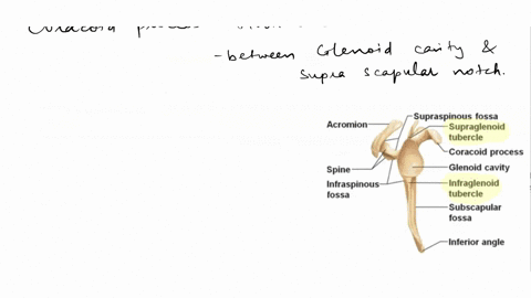 what-structure-is-an-extension-of-the-spine-of-the-scapula-a-acromion-b-coracoid-process-c-supraglen-63821
