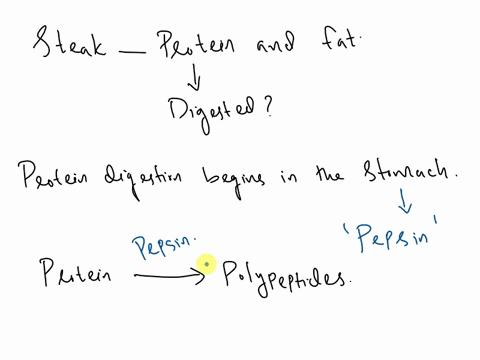 a-student-has-eaten-steak-for-dinner-which-contains-protein-and-fat-how-is-the-protein-digested-41248