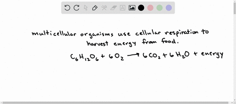 why-did-the-evolution-of-multicellular-organisms-such-as-plants-and-animals-have-to-be-preceded-by-2-49948