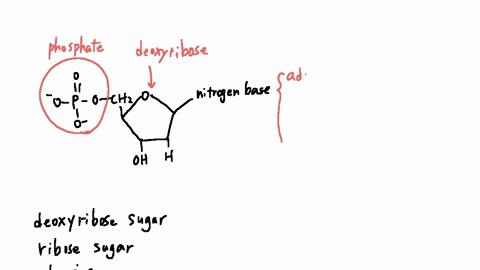 which-of-these-are-components-of-dna-select-five-options-deoxyribose-sugar-molecules-ribose-sugar-molecules-adenine-phosphate-molecules-ribosome-cytosine-thymine-90662
