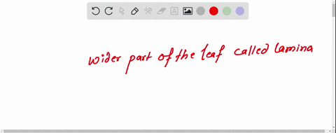 the-part-of-a-leaf-which-it-is-attached-to-the-stems-is-called-68556