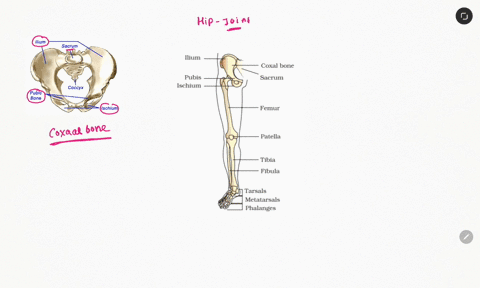 is-there-any-joint-on-hip-called-ball-and-socket-joint-77922
