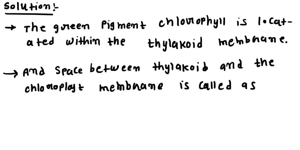 SOLVED Where is chlorophyll located in the chloroplast? (a) thylakoid