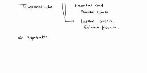 10what-depression-separates-the-temporal-lobe-from-the-parietal-lobe-11-what-structure-physically-connects-the-cerebral-hemispheres-12name-the-major-regions-of-the-midbrain-13-what-function-71614