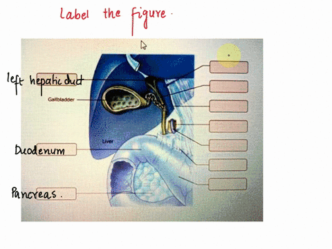 art-labeling-activity-gallbladder-and-bile-ducts-parta-drag-the-labels-to-the-appropriate-location-in-the-figure-panerea-piarcon-21979