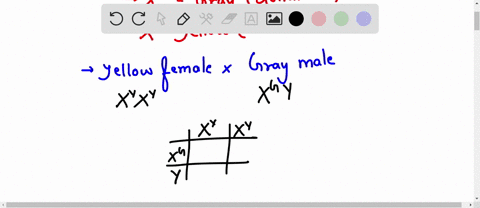 in-drosophila-yellow-body-is-due-to-an-x-linked-gene-that-is-recessive-to-the-gene-for-gray-body-a-a-yellow-female-is-crossed-with-a-gray-male-the-f1-are-intercrossed-to-produce-the-f2-give-13337
