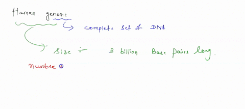 describe-the-human-genome-in-terms-of-1-size-2-number-of-chromosomes-and-size-of-largest-and-smallest-3-fraction-that-is-composed-of-protein-coding-exon-and-repeat-sequence-10464