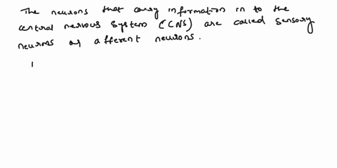 what-are-the-names-of-neurons-that-carry-information-into-the-central-nervous-system-away-from-the-central-nervous-system-05762