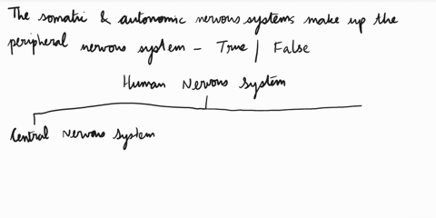 true-or-false-and-why-1the-somatic-and-autonomic-nervous-systems-make-up-the-peripheral-nervous-system-the-autonomic-nervous-system-is-in-charge-of-involuntary-subconscious-activities-the-sy-89667