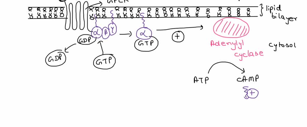 SOLVED: Explain glucagon signaling pathway ?support with picture