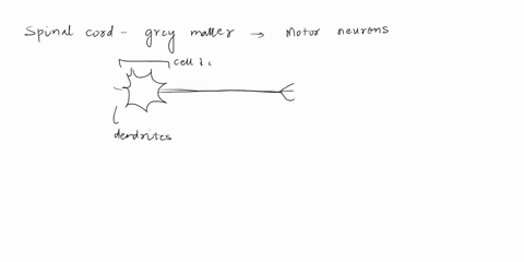 the-butterfly-chaped-krjy-matter-of-the-spinal-cord-whert-do-motot-ncurons-iind-the-cojl-distributed-throughout-dodt-posterior-dorsal-hom-anterot-ventrolhom-uateral-hoen-thesa-neurons-are-no-41774