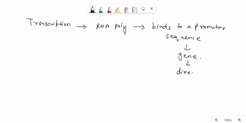 the-rna-polymerase-enzyme-binds-to-initiating-transcription-a-amino-acids-b-trna-c-the-promoter-sequ-68094