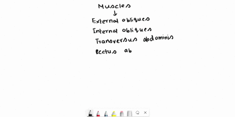 external-obliques-internal-obliques-transversus-abdominis-and-rectus-abdominus-are-abdominal-muscles-that-will-perform-the-following-action-when-both-sides-are-contracted-extension-ofthetors-60057