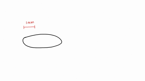 3-1-point-figure-19-in-your-text-shows-bacterial-cells-a-prokaryote-and-yeast-cells-a-eukaryote-use-the-scale-bar-provided-to-estimate-sizes-of-cells-the-bacterial-cells-are-approximately-1-04436