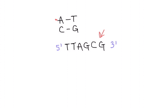 5-ttagcg-3-which-of-the-following-nucleotide-base-sequences-complements-the-section-of-dna-modeled-above-5-utcgca-3-3-aatcgc-5-5-gcgatt-3-5-ttucgc-3-44023