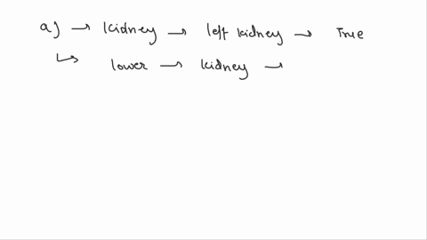 which-statement-is-false-about-the-kidneysa-the-right-kidney-is-positioned-more-inferiorly-thanthe-left-kidneyb-the-cortex-is-subdivided-into-renal-pyramidsc-the-renal-artery-renal-vein-and-82923