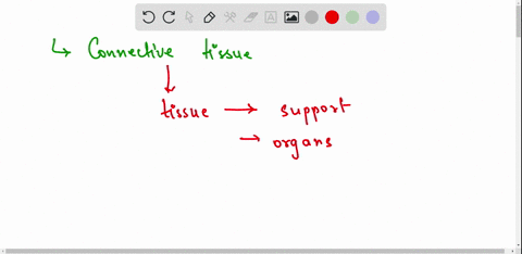 what-is-the-connective-tissue-09721
