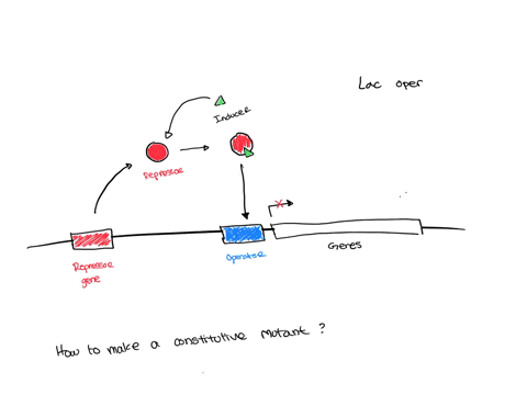 this-tutorial-will-take-you-step-by-step-through-the-question-geneticist-is-studying-an-inducible-operon-in-a-species-of-bacteria-a-regulator-gene-produces-repressor-of-the-inducible-operon-04018