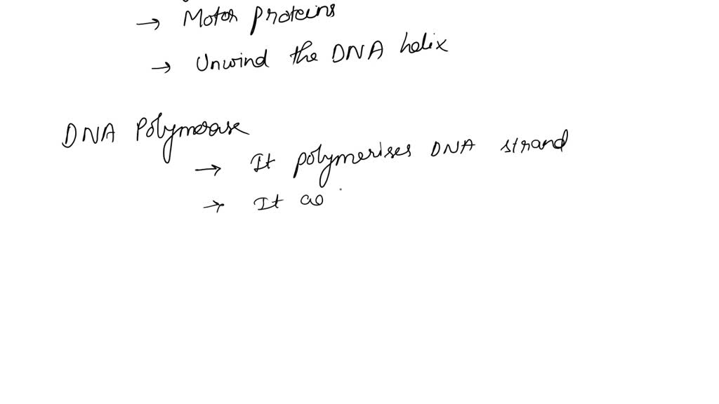 SOLVED DNA replication uses a large contingent of enzymes Which of the