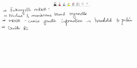 1pts-question-2-eukaryotic-mrnas-possessa-that-helps-guide-the-ribosome-to-the-first-augthe-codon-where-translation-will-start-ochlorophyll-5-cap-oatp-opoly-atail-cpg-37436