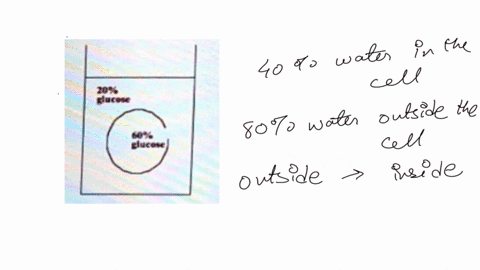 beaker-what-is-the-of-water-inside-the-cell-what-is-the-of-water-outside-the-cell-elucott-will-osmosis-occur-if-s0-in-what-direction-will-osmosis-occur-elucett-will-glucose-diffuse-will-the-16307