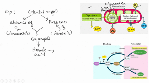 some-organisms-can-do-anaerobic-respiration-these-organisms-would-do-glycolysis-krebs-cycle-and-then-the-electron-chain-transport-in-order-for-this-process-to-proceed-there-needs-to-an-elect-42661