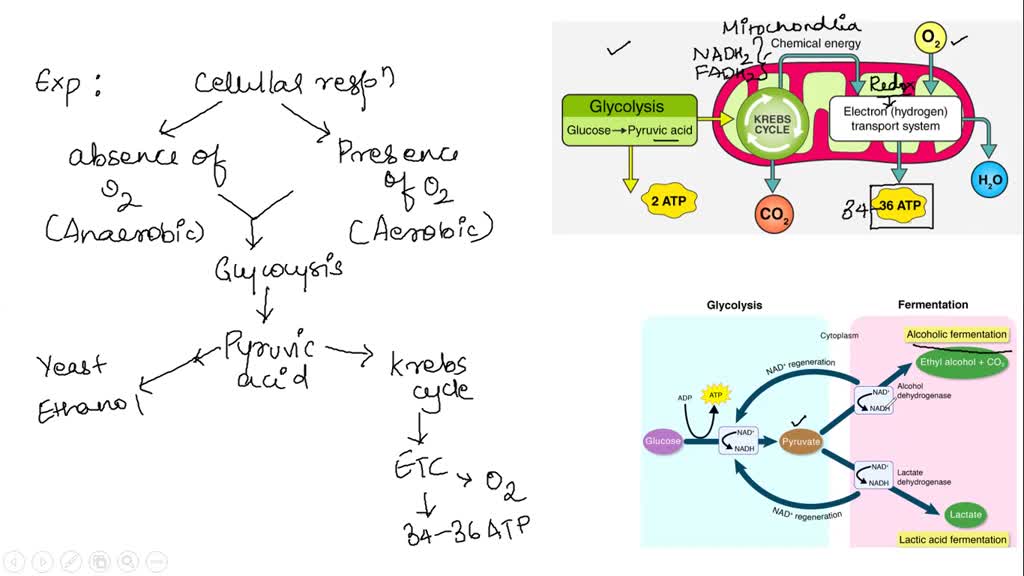 SOLVED: Some organisms can do anaerobic respiration. These organisms ...