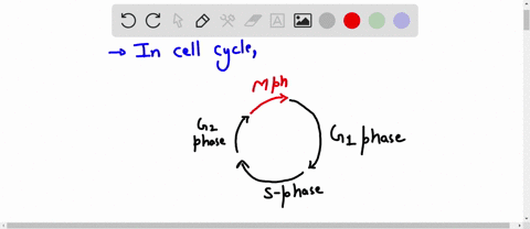 draw-diagram-depicting-the-cell-cycle-including-a-brief-description-of-what-happens-at-each-stage_-do-not-go-into-detail-for-mitosis-just-label-the-stages-on-your-diagram-also-highlight-the-63371