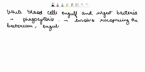 114-white-blood-cells-engull-bacteria-through-whalt-process-4c-phagocytosis-loq-exocytosis-ulsji-lie-osmosis-pinocytosis-09792