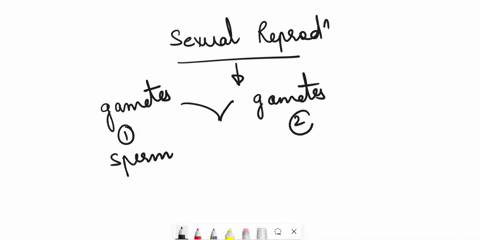 which-of-the-following-statements-is-not-true-group-of-answer-choices-sexual-reproduction-produces-clones-in-sexual-reproduction-a-human-offspring-receives-two-genes-for-every-trait-sexual-r-21136