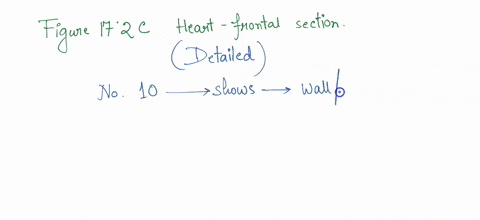 questlon-completlon-status-figure-172c-heart-frontal-section-in-figure-172c-identify-number-10-myocardium-mitral-valve-trabeculae-carneae-pectinate-muscle-chordae-tendinae-visceral-pericardi-90745