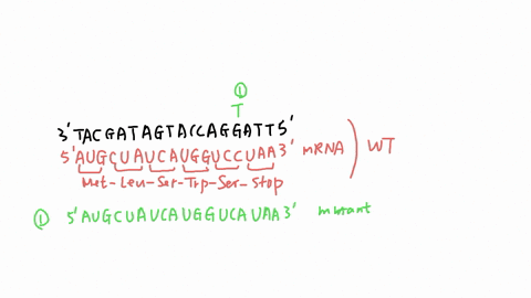 ahypothetical-gene-tacgatagtaccaggatt-the-template-strand-has-undergone-mutabion-the-mutant-sequence-is-tacgatagtaccagtatt-trnscribe-the-mutant-sequence-into-mrna-and-deterine-the-amino-acid-64592