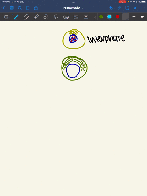 list-the-phases-of-mitosis-on-the-following-pages-draw-what-is-happening-to-the-cell-at-each-phase-in-the-blank-diagram-also-include-a-brief-description-of-what-is-happening-at-each-stage-wh-84577