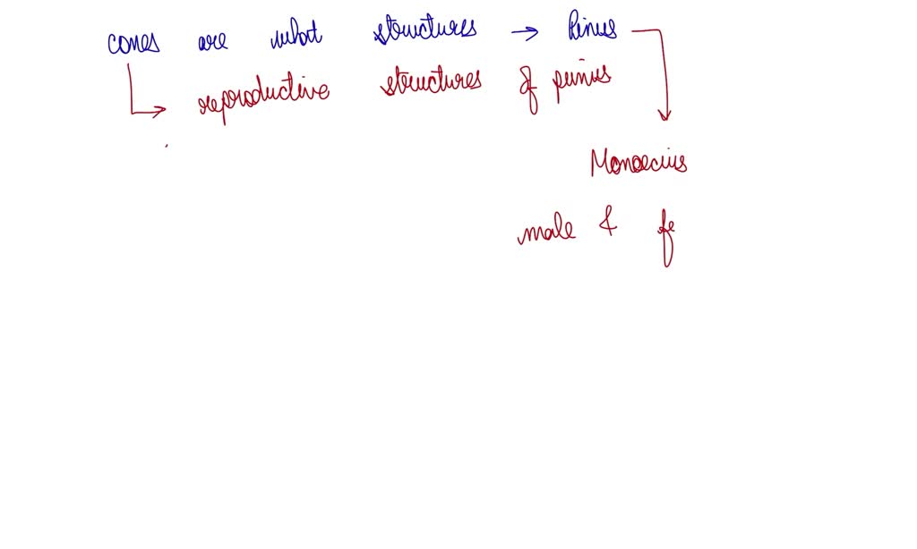 SOLVED Cones are which type of the structures of Pinus? * supporting