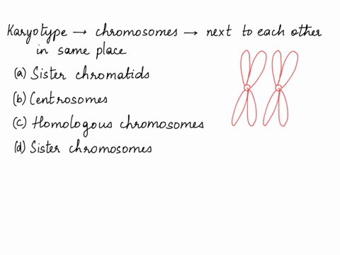 6-in-karyotype-the-chromosomes-that-are-put-next-to-each-other-in-the-same-place-are-called-sister-chromatids-homologous-chromosomes-b-centrosomes-sister-chromosomes-81068