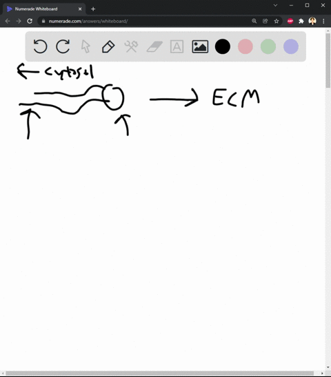 place-in-order-the-following-events-of-receptor-mediated-endocytosis-1-clathrin-coat-disappears-2-2-06714