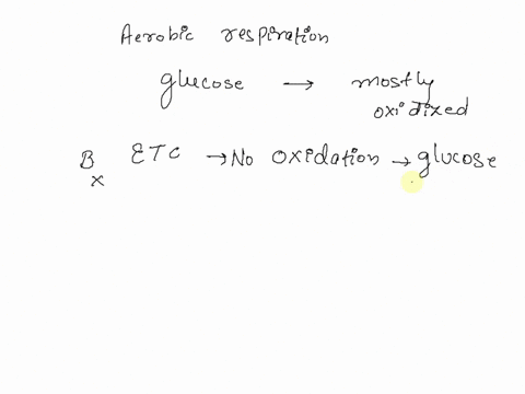 in-whlch-step-of-aerobic-cellular-respiration-is-glucose-most-fully-oxidized-a-glycolysis-b-electron-transport-chain-c-citric-acld-cycle-d-pyruvate-processing-37103