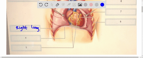 chapter-8-labeling-use-your-mouse-t0-drag-each-of-the-terms-to-the-appropriate-box-pelrcion-pulnonary-pulmonary-irunt-otta-rahtand-loft-atriovontrictlat-sunaror-vonacd-diaphragm-right-iun-an-99895
